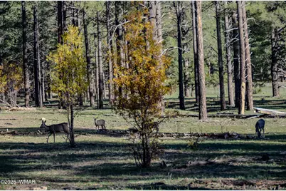 685 Kuhn Road, Pinedale, AZ 85934 - Photo 57