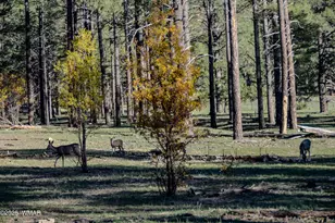 685 Kuhn Rd, Pinedale, AZ 85934 - Photo 57