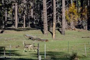 685 Kuhn Rd, Pinedale, AZ 85934 - Photo 67