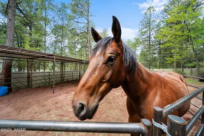 790 S Juniper Lane, Pinetop, AZ 85935 - Photo 41