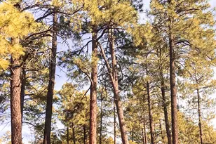 6673 Forest Ave, Lakeside, AZ 85929 - Photo 37