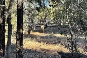 961 Ginnala Ln, Show Low, AZ 85901 - Photo 77