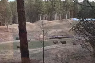 961 Ginnala Ln, Show Low, AZ 85901 - Photo 69