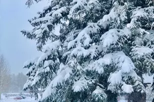 2820 Park Circle Circle Unit 33, Pinetop, AZ 85935 - Photo 27