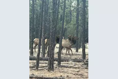 903 Birdsong Way, Lakeside, AZ 85929 - Photo 35