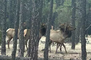 903 Birdsong Way, Lakeside, AZ 85929 - Photo 35