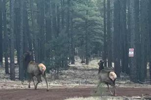 903 Birdsong Way, Lakeside, AZ 85929 - Photo 33