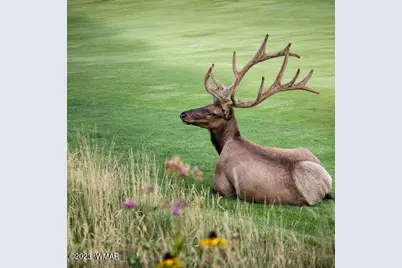 2341 W Pinegrass Road, Show Low, AZ 85901 - Photo 7