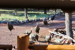 21 N 4037 Rd, Greer, AZ 85927 - Photo 25