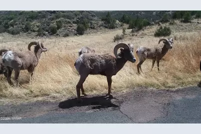 21 N 4037 Road, Greer, AZ 85927 - Photo 23