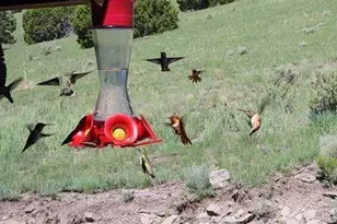 41198 US-180, Nutrioso, AZ 85932 - Photo 49