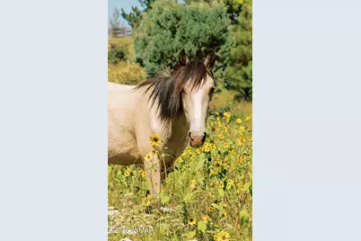 2381 Quarter Horse Trail, Overgaard, AZ 85933 - Photo 37