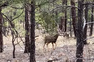 1100 S Pinon Cir, Show Low, AZ 85901 - Photo 37
