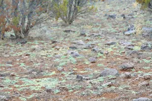 15 Mills, Concho, AZ 85924 - Photo 1