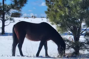 2654 Palomino Trail, Overgaard, AZ 85933 - Photo 43