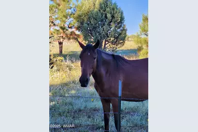 2654 Palomino Trail, Overgaard, AZ 85933 - Photo 41