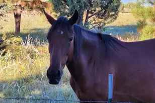 2654 Palomino Trail, Overgaard, AZ 85933 - Photo 41