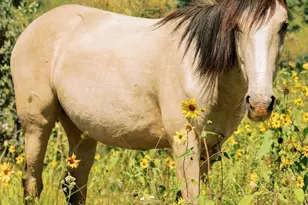 2351 Quarter Horse Trl, Overgaard, AZ 85933 - Photo 41