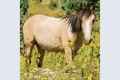 2351 Quarter Horse Trail, Overgaard, AZ 85933 - Photo 39