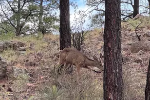 4520 W Tatanka Loop, Show Low, AZ 85901 - Photo 13