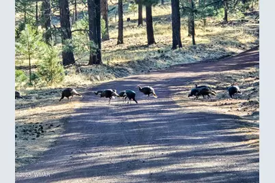 Lot 8 Red Cabin Ranch #8, Unit Lot8, Vernon, AZ 85940 - Photo 3