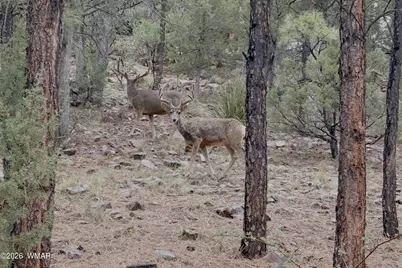 4840 Tatanka Drive, Show Low, AZ 85901 - Photo 25