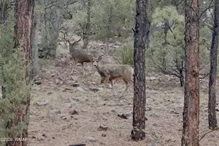 4840 Tatanka Dr, Show Low, AZ 85901 - Photo 25