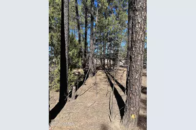 3725 Bear Trail, Lakeside, AZ 85929 - Photo 13