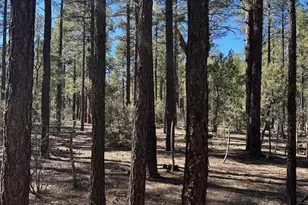 3725 Bear Trail, Lakeside, AZ 85929 - Photo 1