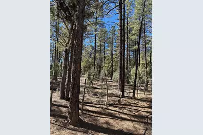 3725 Bear Trail, Lakeside, AZ 85929 - Photo 5