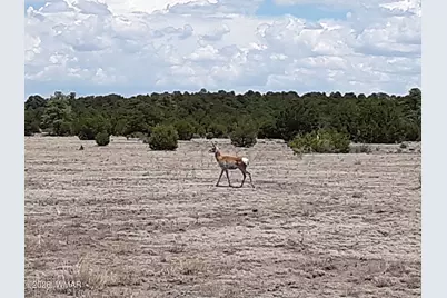 0 Tract C Tbd, Nutrioso, AZ 85932 - Photo 9