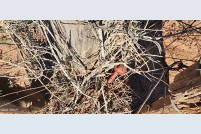 530 Co Road, Concho, AZ 85924 - Photo 13