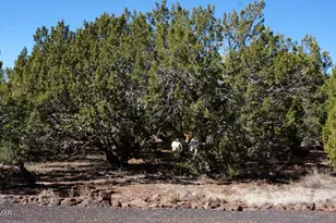 45 County Rd, Vernon, AZ 85940 - Photo 21