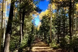 4551 Resort Loop Loop, Pinetop, AZ 85935 - Photo 19