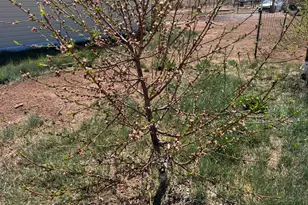 7832 Jacamar Ln, Woodruff, AZ 85942 - Photo 53