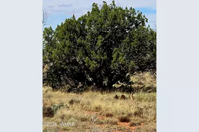 5438 County Line Road, Snowflake, AZ 85937 - Photo 5