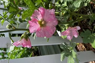 1015 Meadow, Show Low, AZ 85901 - Photo 27