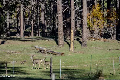 685 Kuhn Road, Pinedale, AZ 85934 - Photo 67