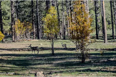 685 Kuhn Road, Pinedale, AZ 85934 - Photo 69
