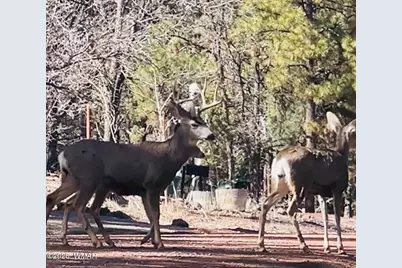 2448 Chiricahua Drive, Show Low, AZ 85901 - Photo 21