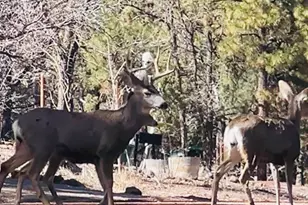 2448 Chiricahua Dr, Show Low, AZ 85901 - Photo 21