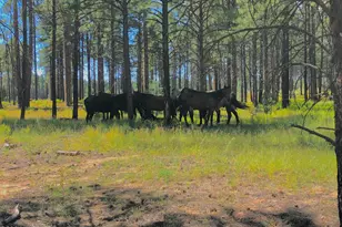 2409 Quarter Horse Trl, Overgaard, AZ 85933 - Photo 45