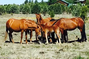 2409 Quarter Horse Trl, Overgaard, AZ 85933 - Photo 41