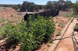 10 County Road 5463 Rd, Concho, AZ 85924 - Photo 5