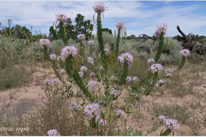 17 N7337, Saint Johns, AZ 85936 - Photo 17