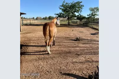 9694 E Concho Highway, Snowflake, AZ 85937 - Photo 39