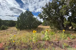 33 County Road 8230, Concho, AZ 85924 - Photo 1