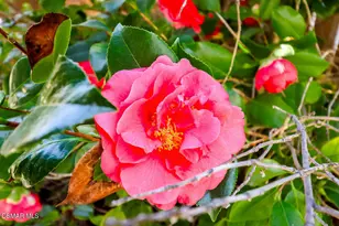 5260 Edgeware Dr, Calabasas, CA 91301 - Photo 57