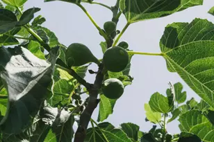 984 Harris Ct, Thousand Oaks, CA 91362 - Photo 29