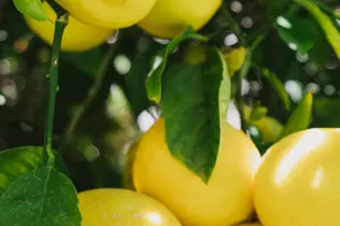 984 Harris Ct, Thousand Oaks, CA 91362 - Photo 31